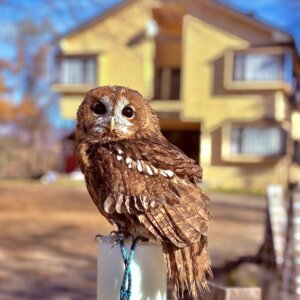 楓ちゃん 虹の橋を渡ってしまいました