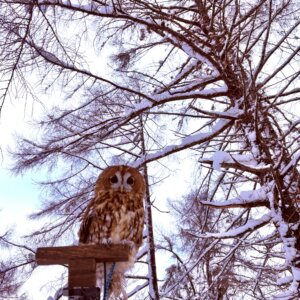 雪景色に溶け込む楓ちゃん